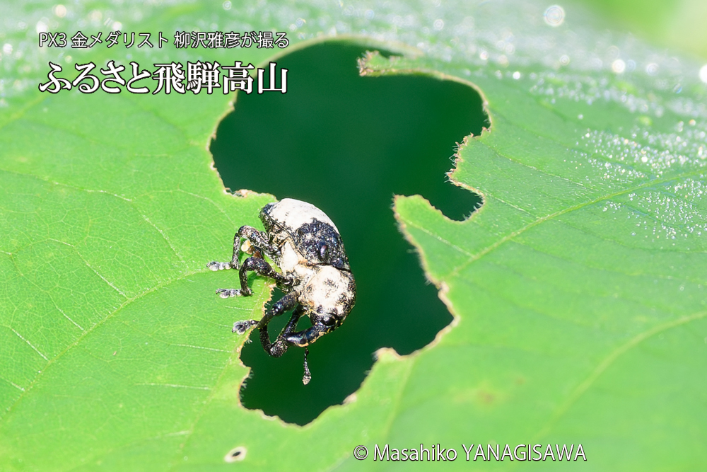 飛騨高山に棲むオジロアシナガゾウムシの写真です。