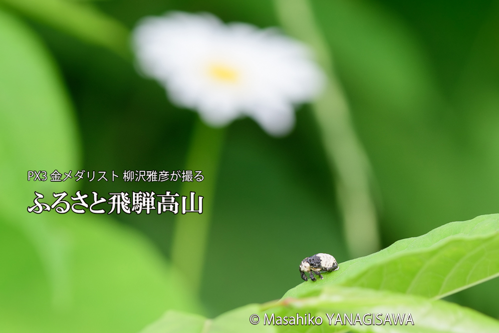 飛騨高山に棲むオジロアシナガゾウムシの写真です。