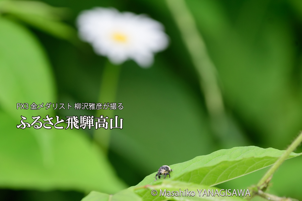 飛騨高山に棲むオジロアシナガゾウムシの写真です。