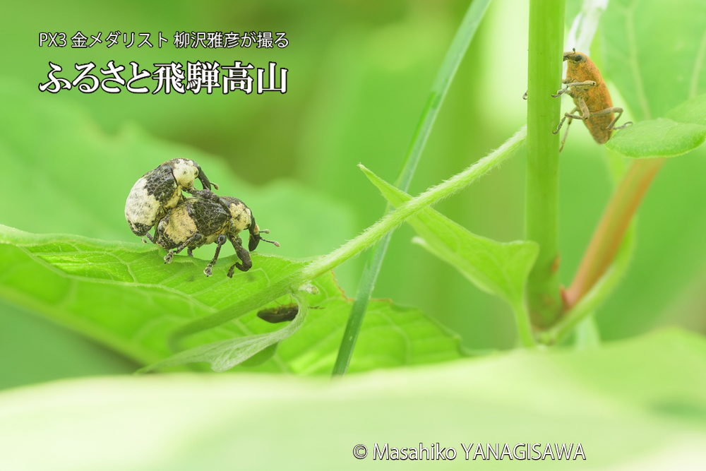 飛騨高山に棲むオジロアシナガゾウムシの写真です。