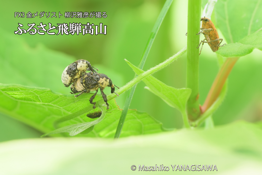 飛騨高山に棲むオジロアシナガゾウムシの写真です。