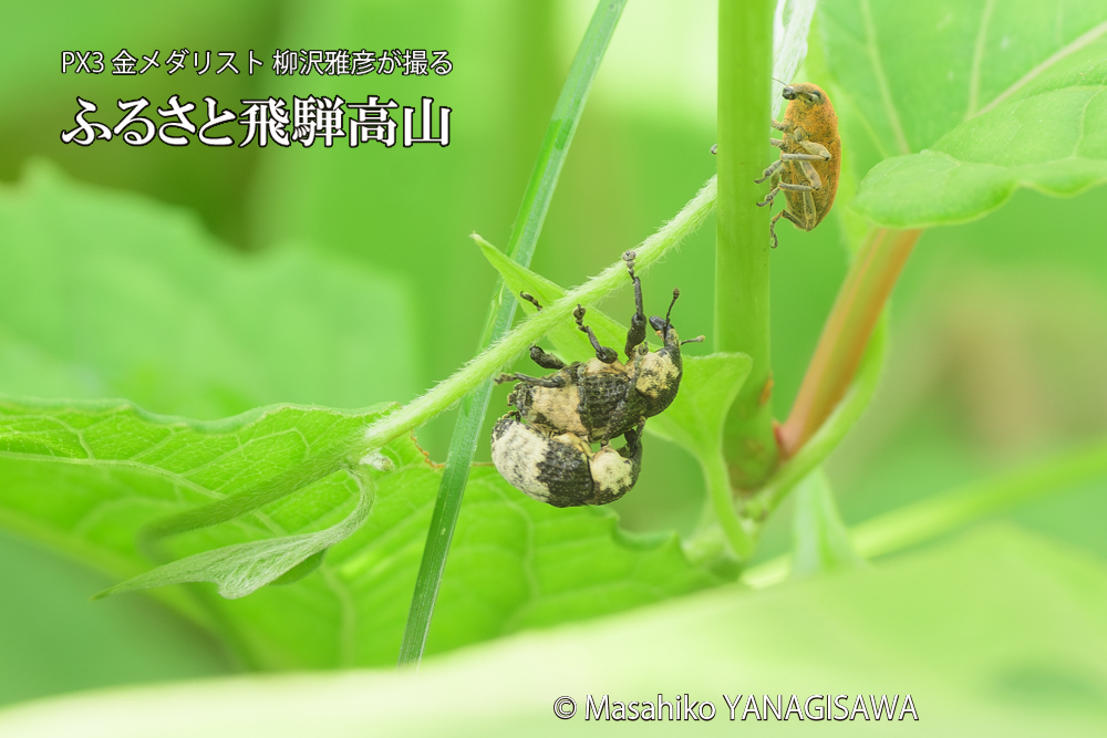 飛騨高山に棲むオジロアシナガゾウムシの写真です。