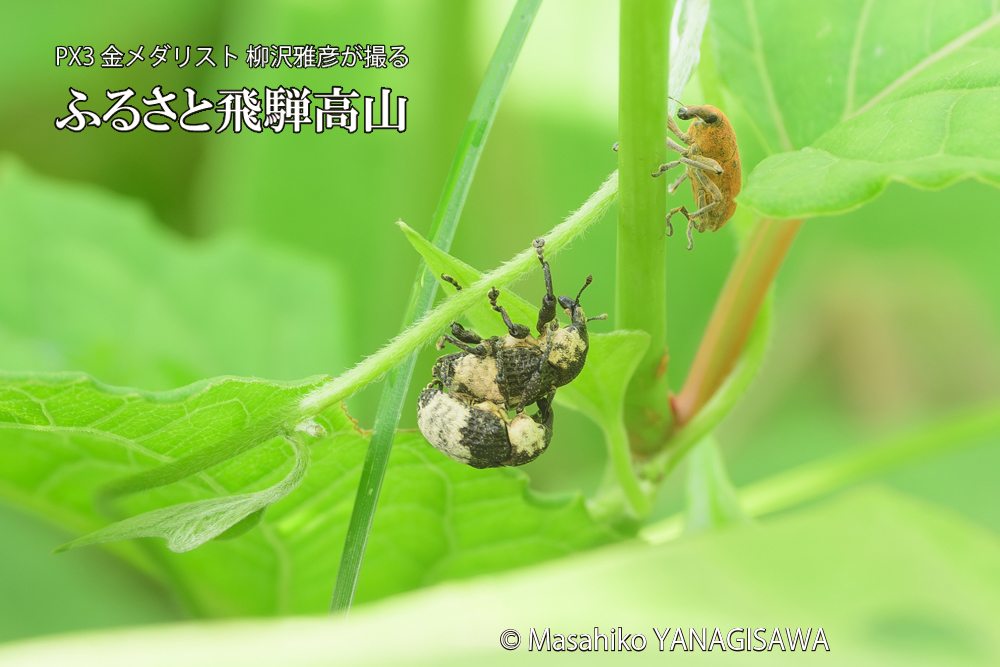 飛騨高山に棲むオジロアシナガゾウムシの写真です。