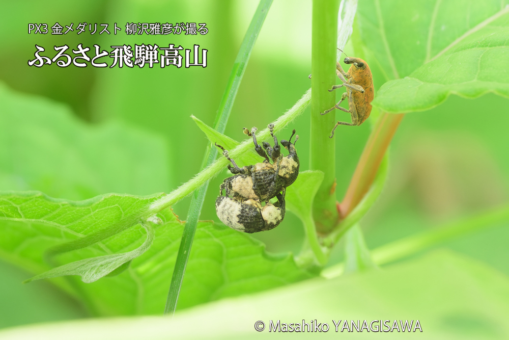 飛騨高山に棲むオジロアシナガゾウムシの写真です。