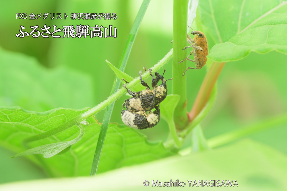 飛騨高山に棲むオジロアシナガゾウムシの写真です。