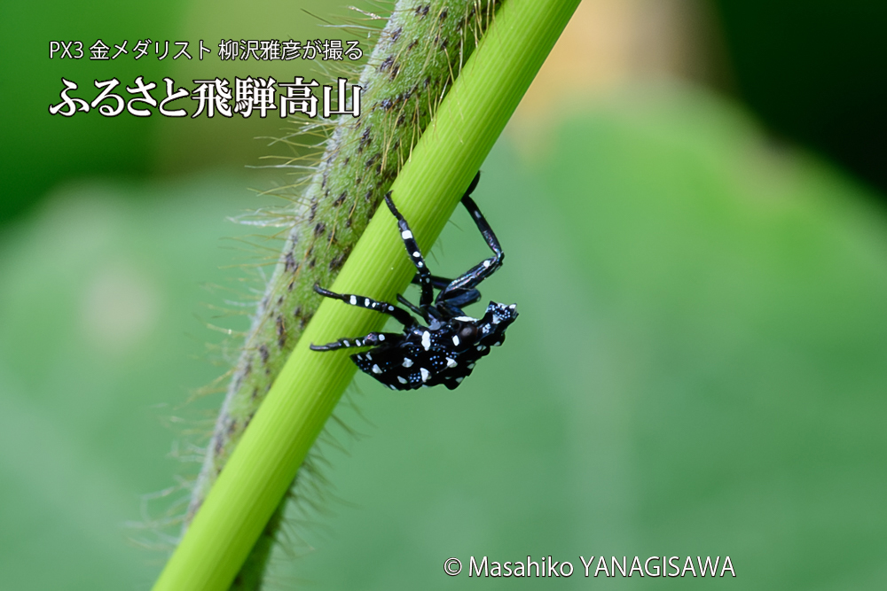 飛騨高山に棲むシタベニハゴロモの赤ちゃんの写真です。