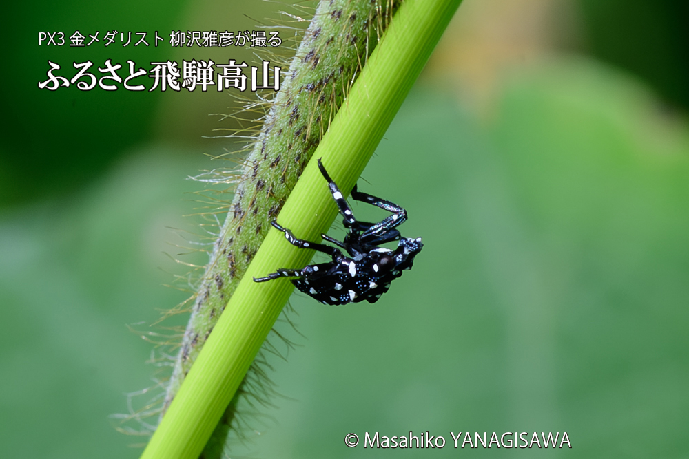 飛騨高山に棲むシタベニハゴロモの赤ちゃんの写真です。