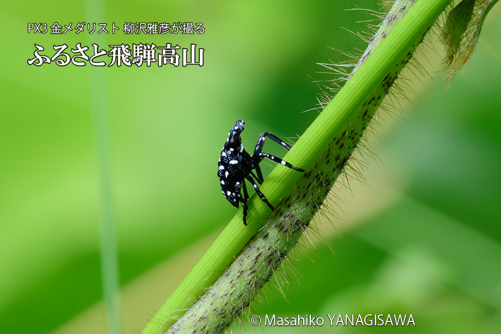 飛騨高山に棲むシタベニハゴロモの赤ちゃんの写真です。