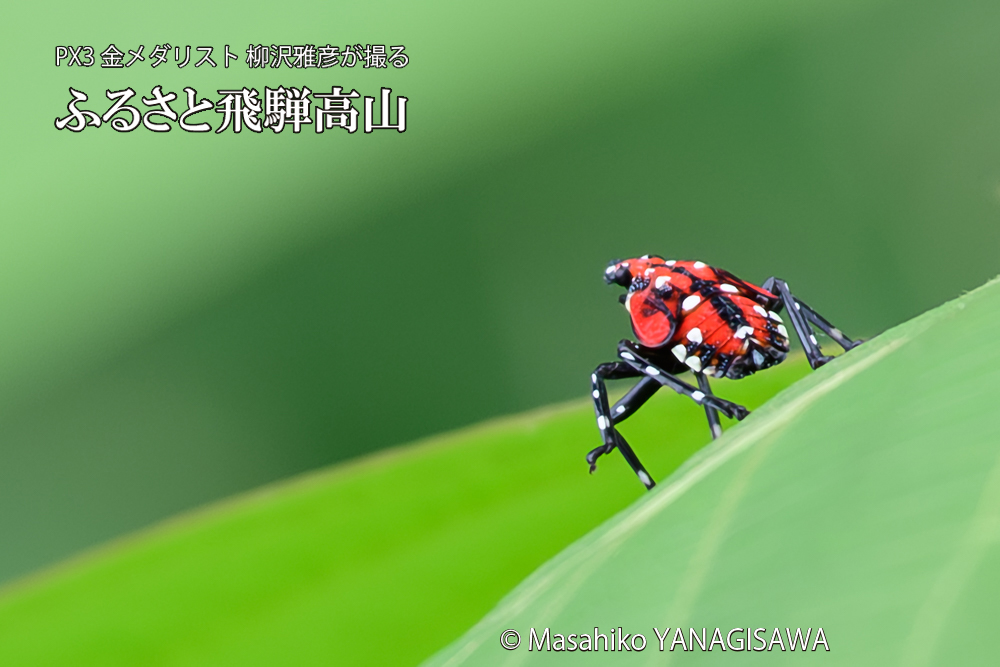 飛騨高山に棲むシタベニハゴロモの幼虫の写真です。