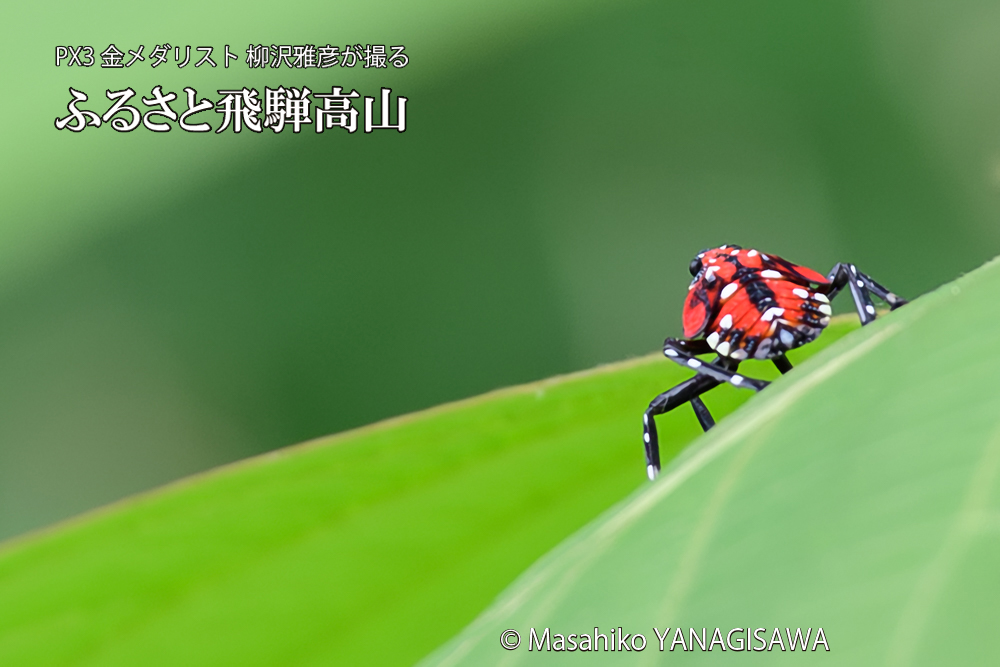 飛騨高山に棲むシタベニハゴロモの幼虫の写真です。