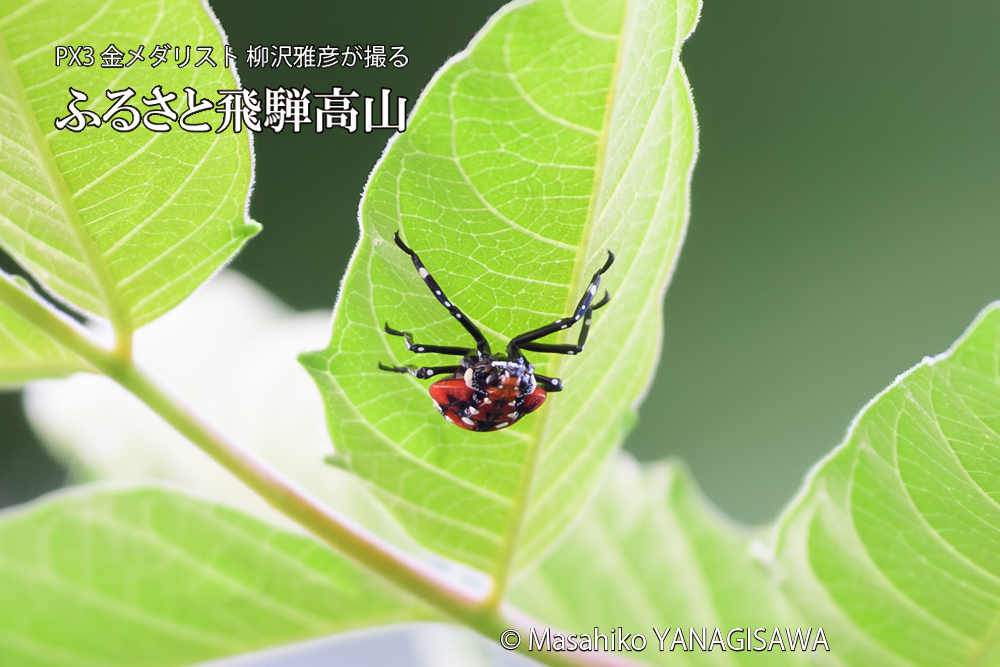 飛騨高山に棲むシタベニハゴロモの幼虫の写真です。