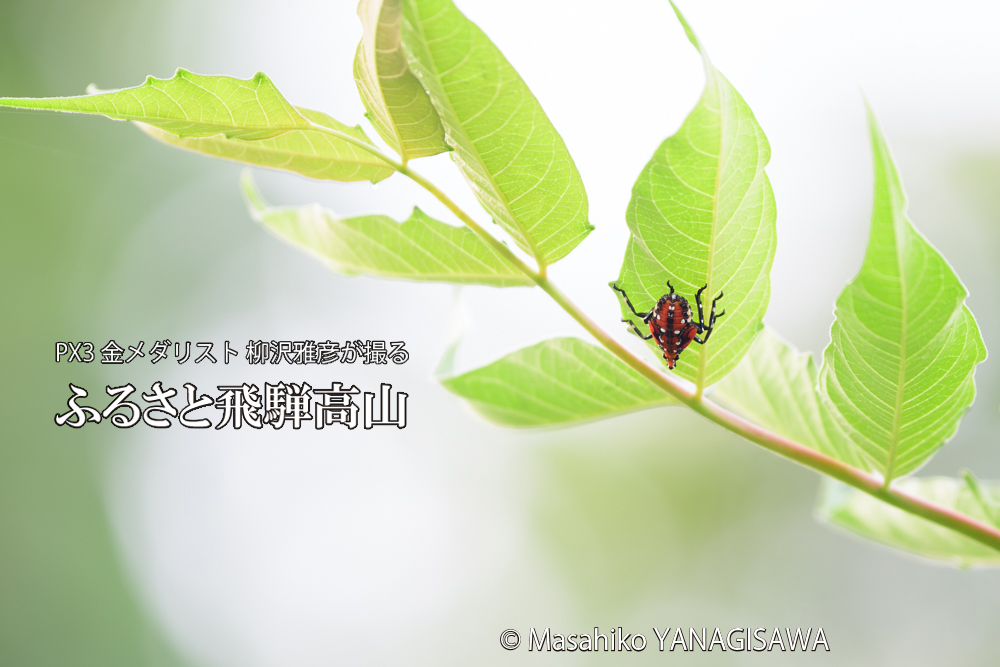 飛騨高山に棲むシタベニハゴロモの幼虫の写真です。