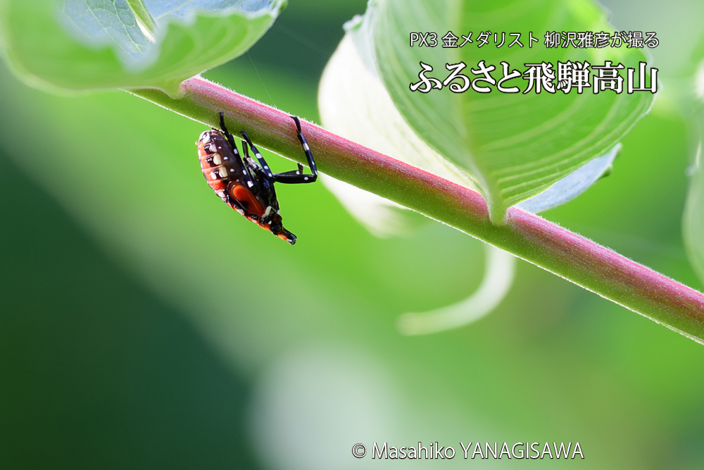 飛騨高山に棲むシタベニハゴロモの幼虫の写真です。