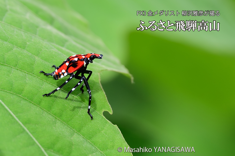 飛騨高山に棲むシタベニハゴロモの幼虫の写真です。