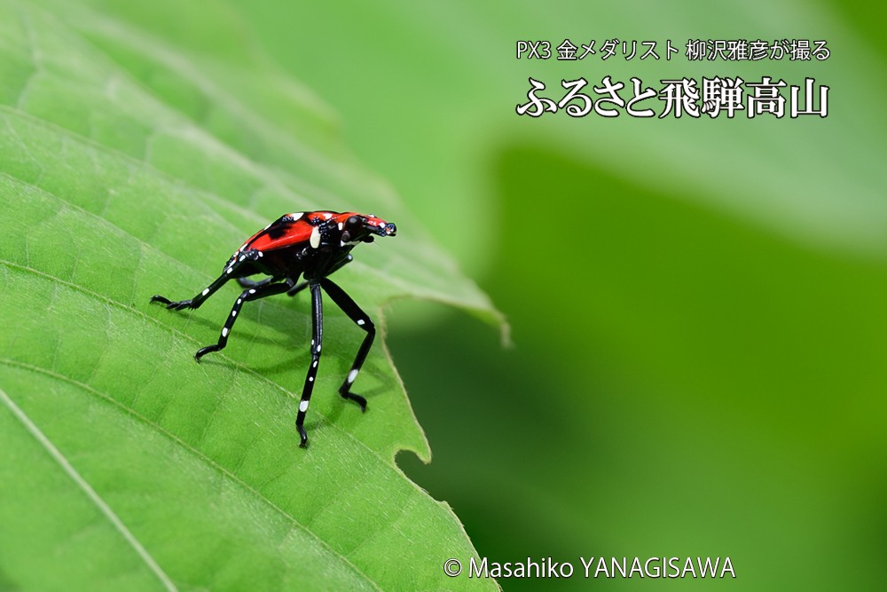 飛騨高山に棲むシタベニハゴロモの幼虫の写真です。