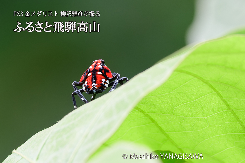 飛騨高山に棲むシタベニハゴロモの幼虫の写真です。