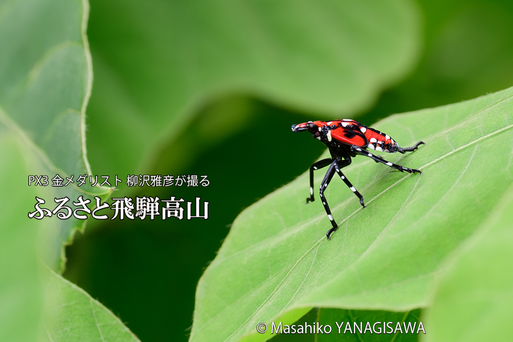 飛騨高山に棲むシタベニハゴロモの幼虫の写真です。