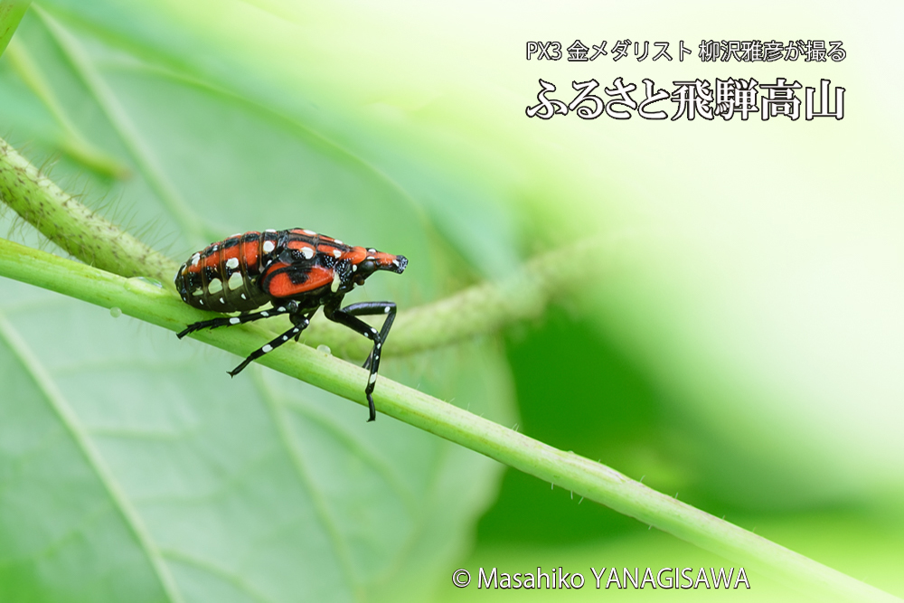 飛騨高山に棲むシタベニハゴロモの幼虫の写真です。