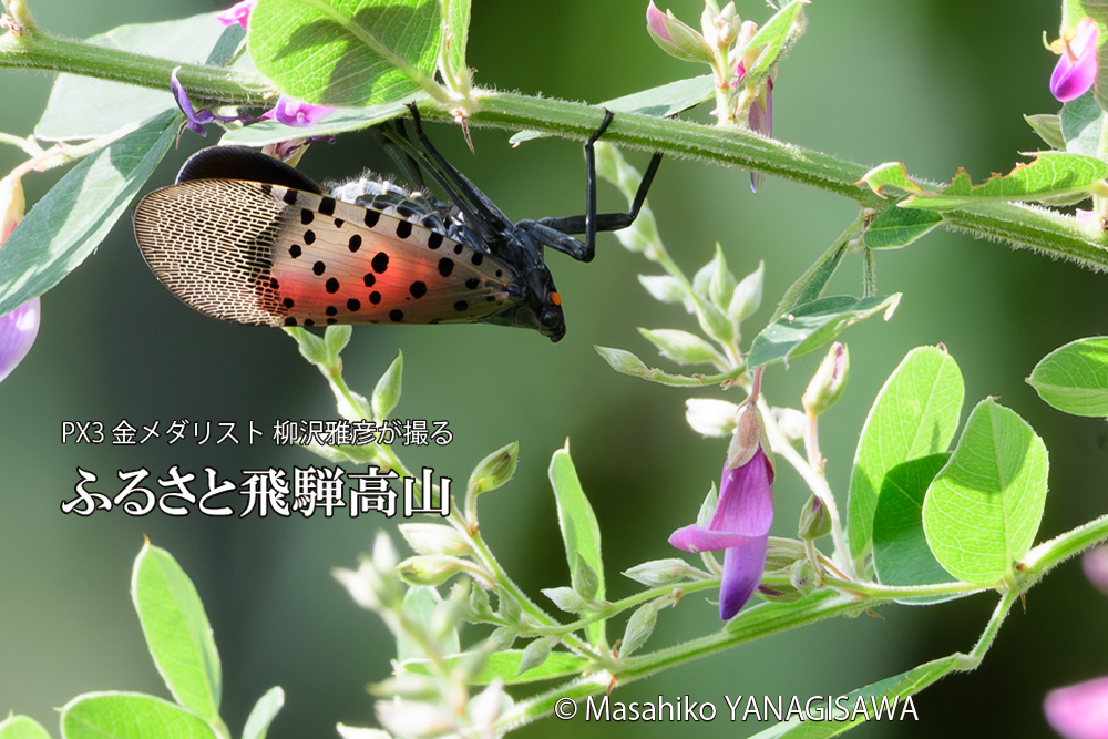 飛騨高山に棲むシタベニハゴロモの成虫の写真です。
