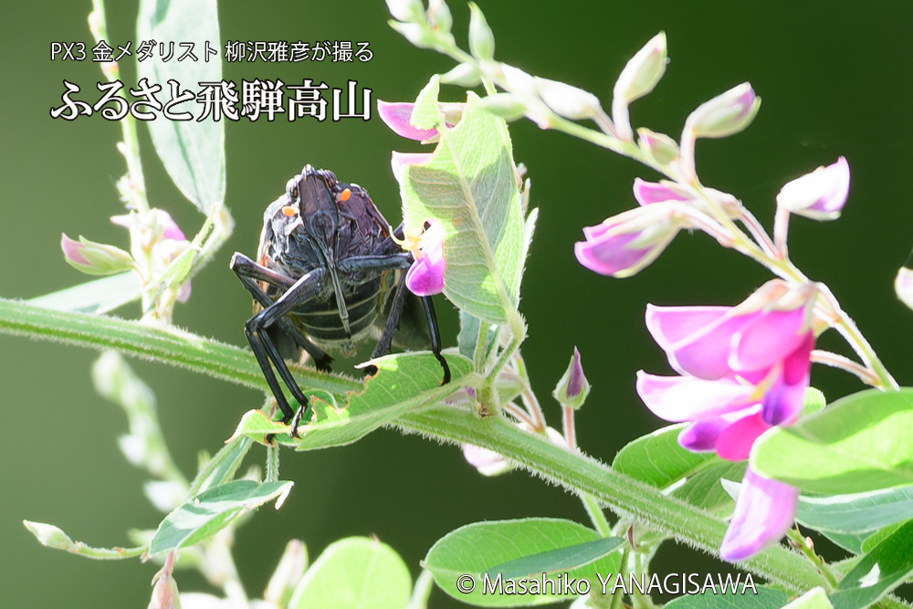 飛騨高山に棲むシタベニハゴロモの成虫の写真です。