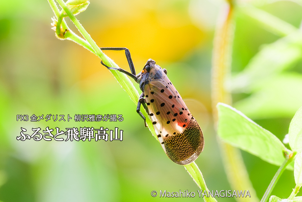 飛騨高山に棲むシタベニハゴロモの成虫の写真です。