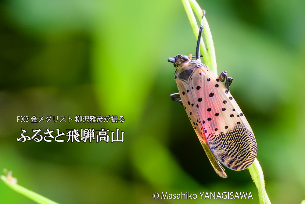 飛騨高山に棲むシタベニハゴロモの成虫の写真です。