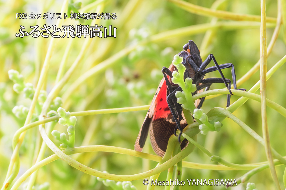 飛騨高山に棲むシタベニハゴロモの成虫の写真です。