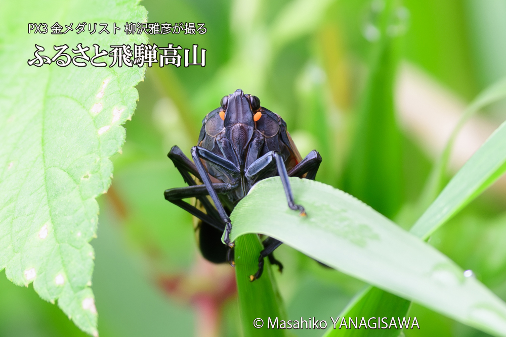 飛騨高山に棲むシタベニハゴロモの成虫の写真です。