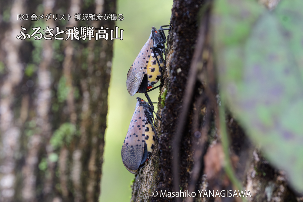 飛騨高山に棲むシタベニハゴロモの成虫の写真です。