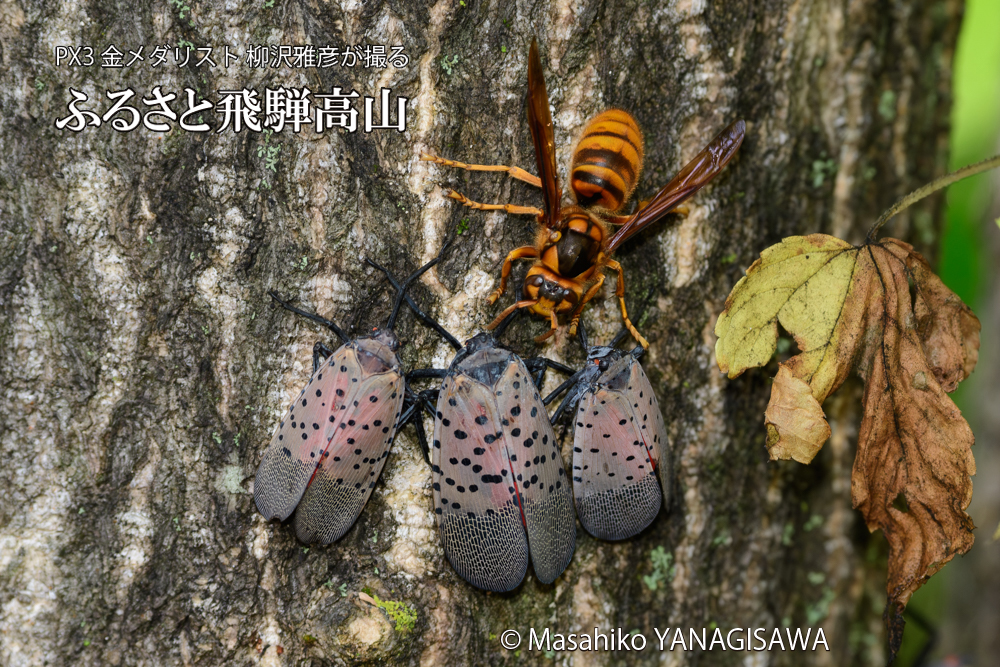 飛騨高山に棲むスズメバチとシタベニハゴロモの成虫の写真です。