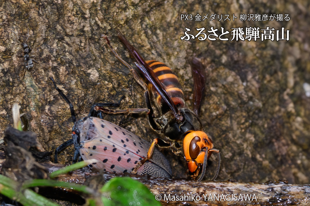 飛騨高山に棲むスズメバチとシタベニハゴロモの成虫の写真です。