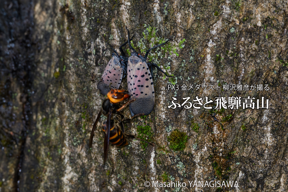 飛騨高山に棲むスズメバチとシタベニハゴロモの成虫の写真です。