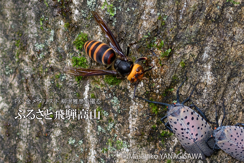 飛騨高山に棲むスズメバチとシタベニハゴロモの成虫の写真です。