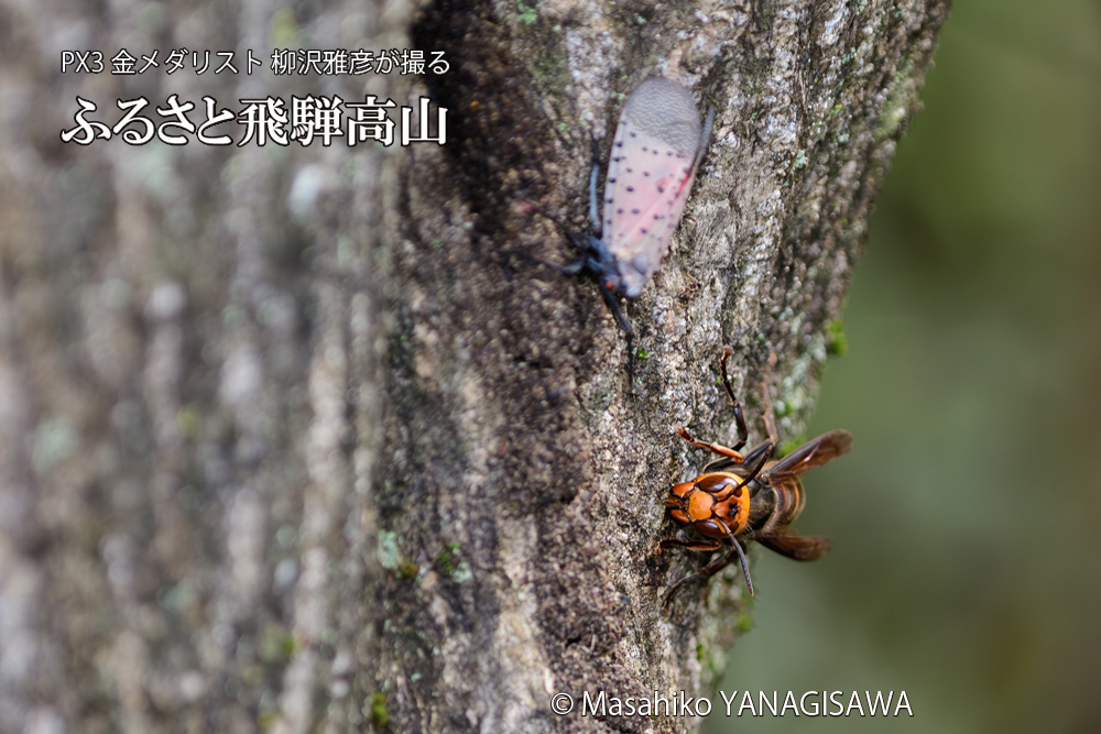 飛騨高山に棲むスズメバチとシタベニハゴロモの成虫の写真です。