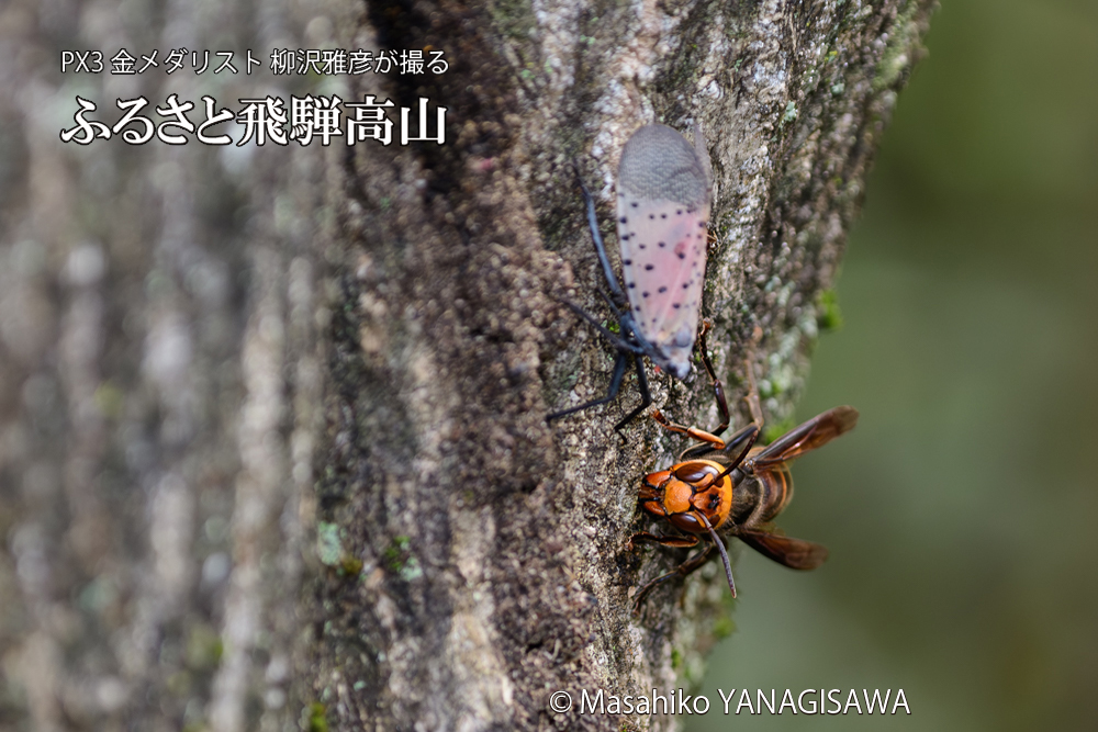飛騨高山に棲むスズメバチとシタベニハゴロモの成虫の写真です。