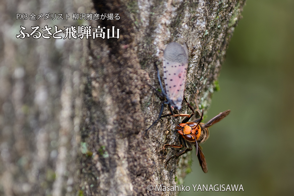 飛騨高山に棲むスズメバチとシタベニハゴロモの成虫の写真です。