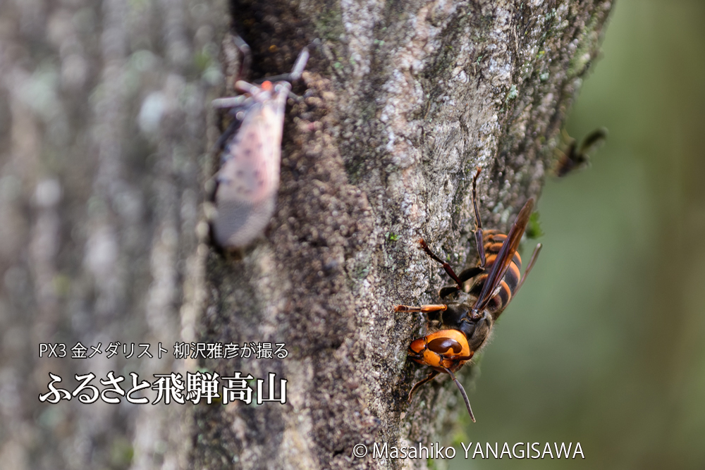 飛騨高山に棲むスズメバチとシタベニハゴロモの成虫の写真です。