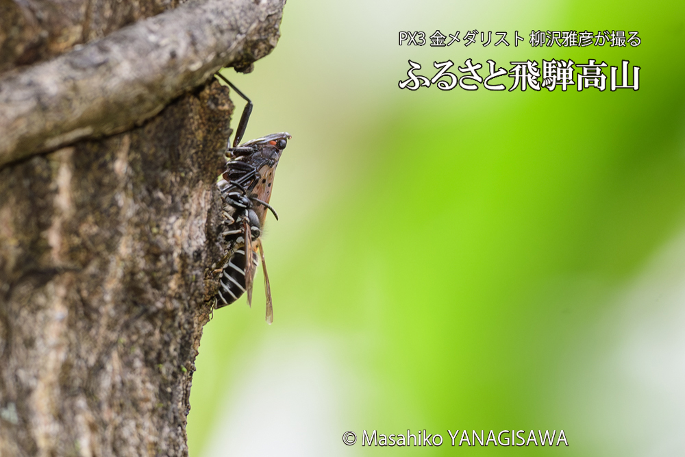 飛騨高山に棲むクロスズメバチとシタベニハゴロモの成虫の写真です。