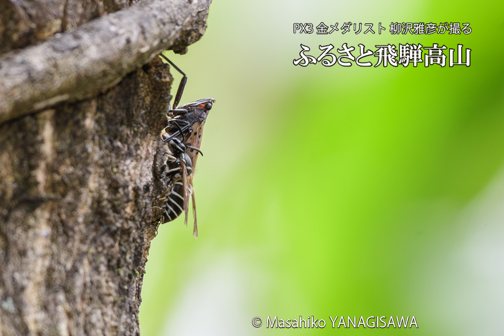 飛騨高山に棲むクロスズメバチとシタベニハゴロモの成虫の写真です。