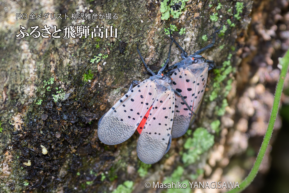 飛騨高山に棲むシタベニハゴロモの写真です。
