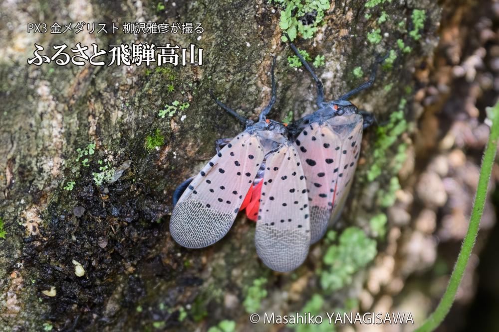 飛騨高山に棲むシタベニハゴロモの写真です。