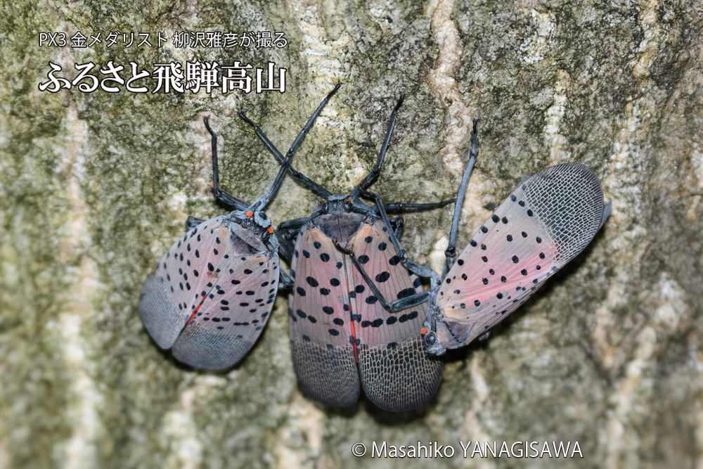 飛騨高山に棲むシタベニハゴロモの写真です。