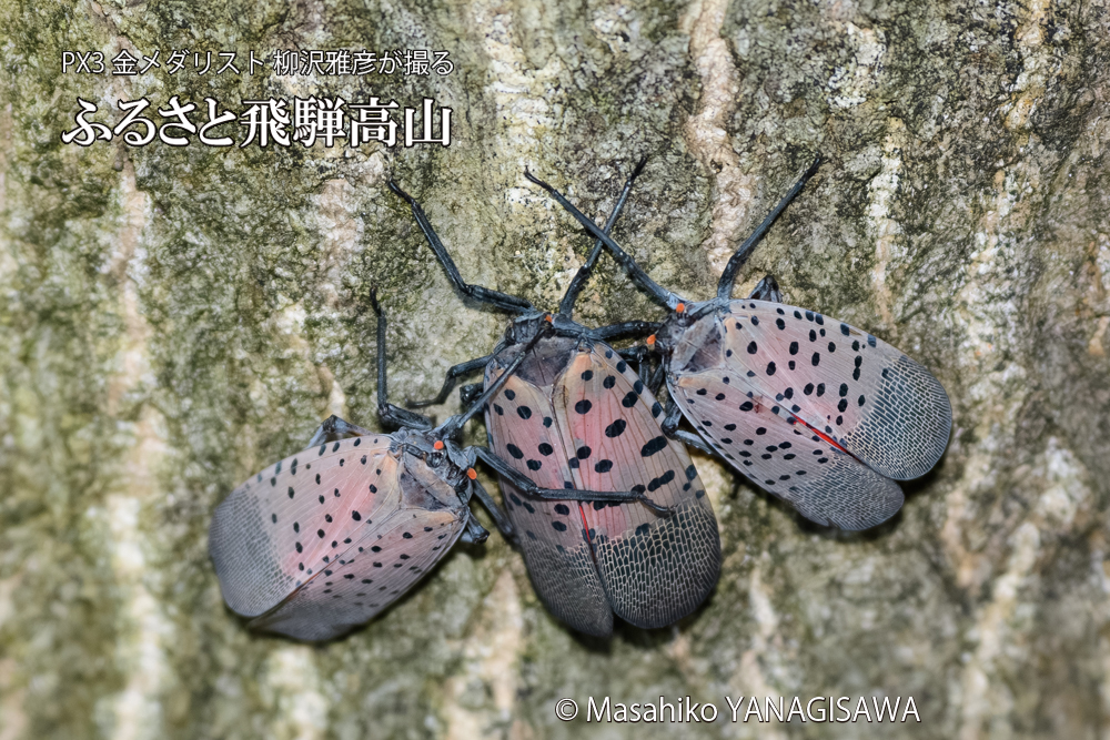 飛騨高山に棲むシタベニハゴロモの写真です。