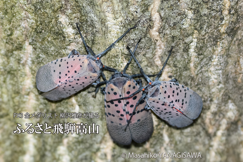 飛騨高山に棲むシタベニハゴロモの写真です。