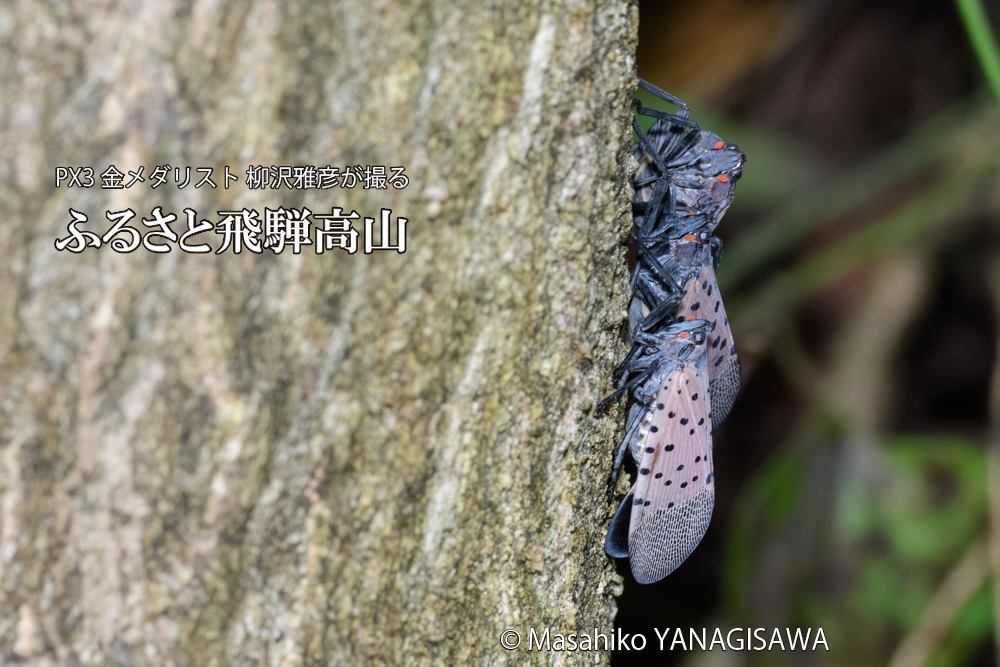 飛騨高山に棲むシタベニハゴロモの写真です。