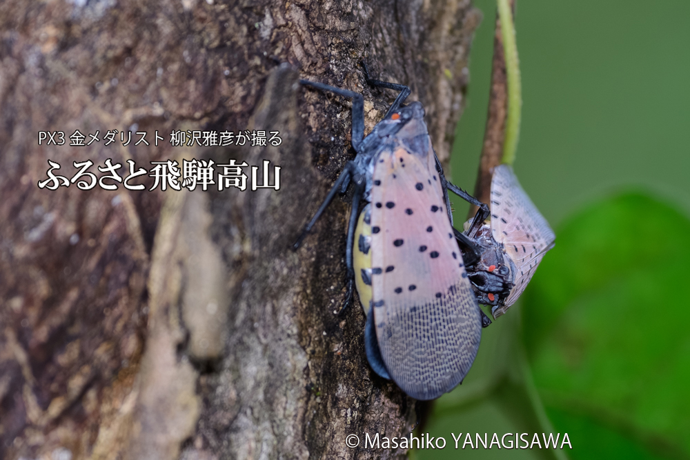 飛騨高山に棲むシタベニハゴロモの写真です。