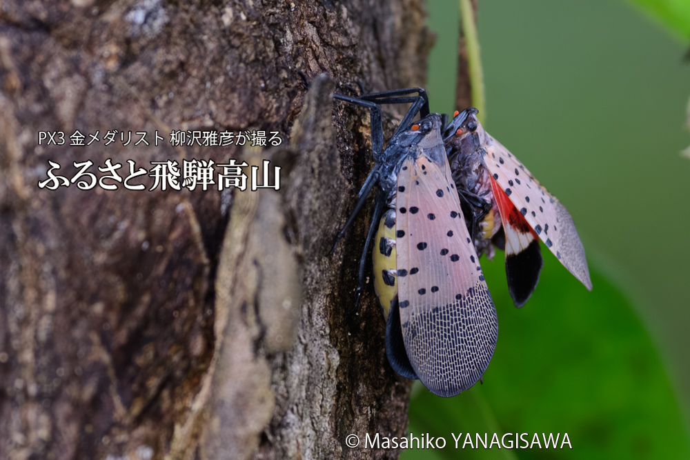 飛騨高山に棲むシタベニハゴロモの写真です。