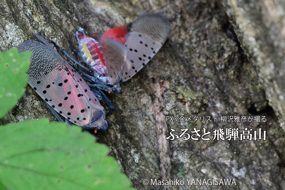 飛騨高山に棲むシタベニハゴロモの写真です。