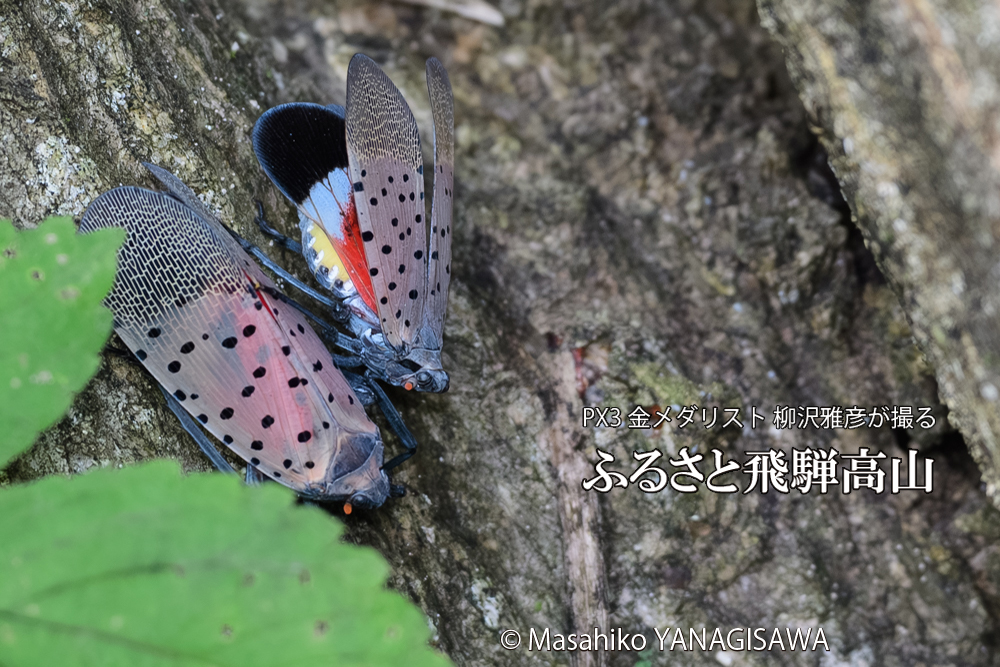 飛騨高山に棲むシタベニハゴロモの写真です。