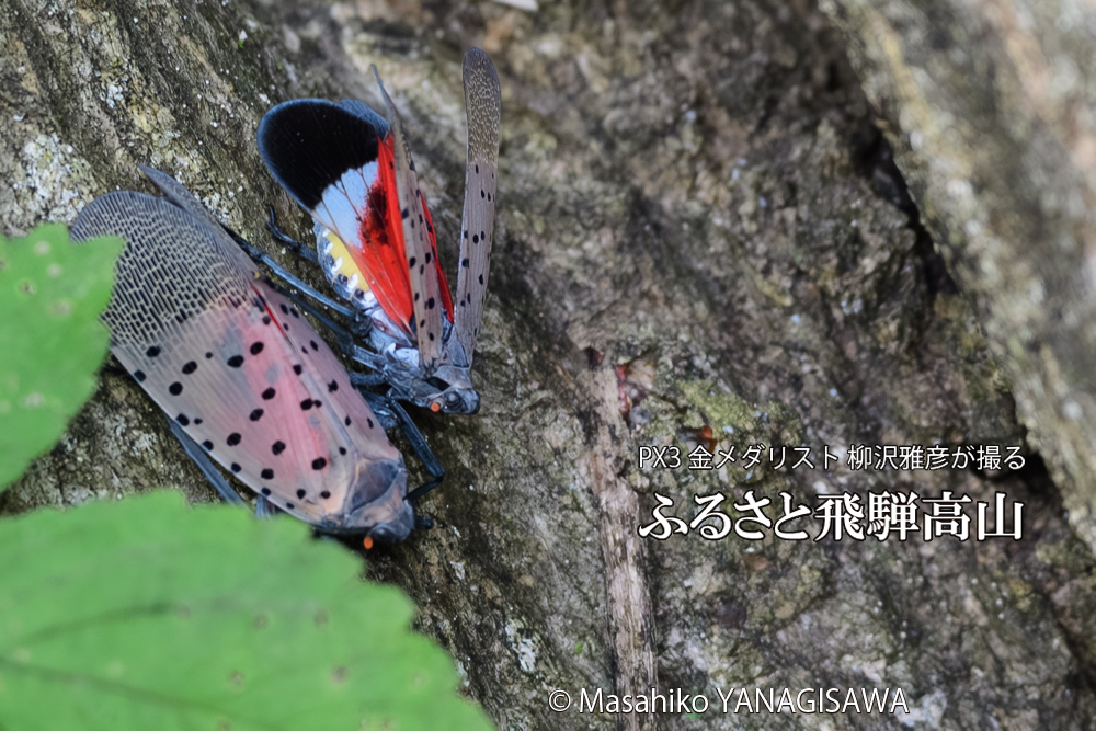 飛騨高山に棲むシタベニハゴロモの写真です。